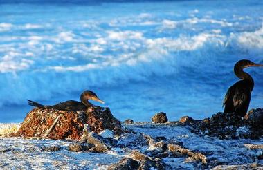 Cormorants